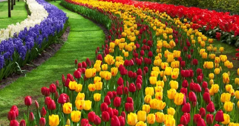 Overview of Tulip Garden Palampur