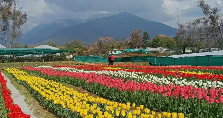 Tulip Garden Bloom Updates and Visit Timings