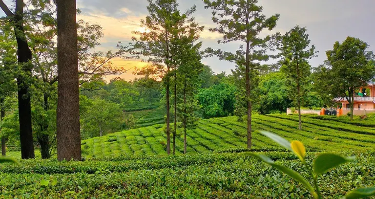 Tea Gardens of Palampur