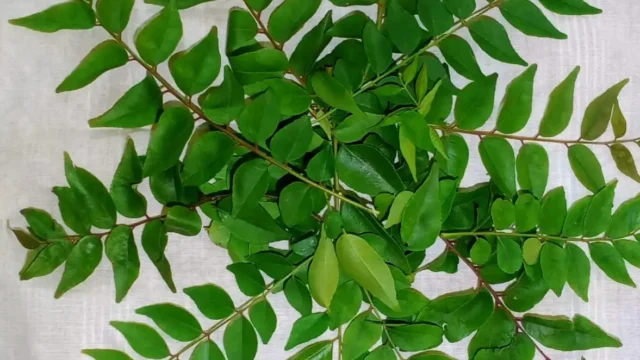 Curry Leaves